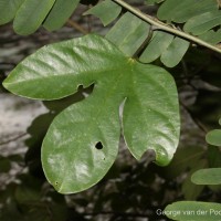 Adenia hondala (Gaertn.) W.J.de Wilde